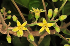 Dysoxylum binectariferum